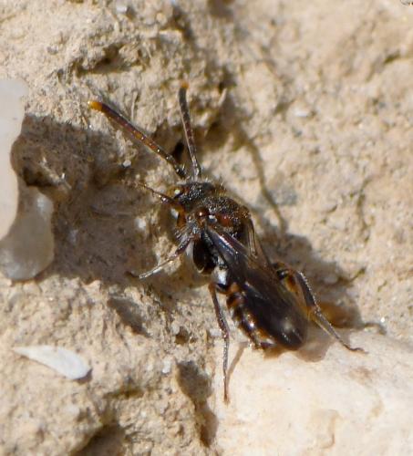 Nomada (furva)